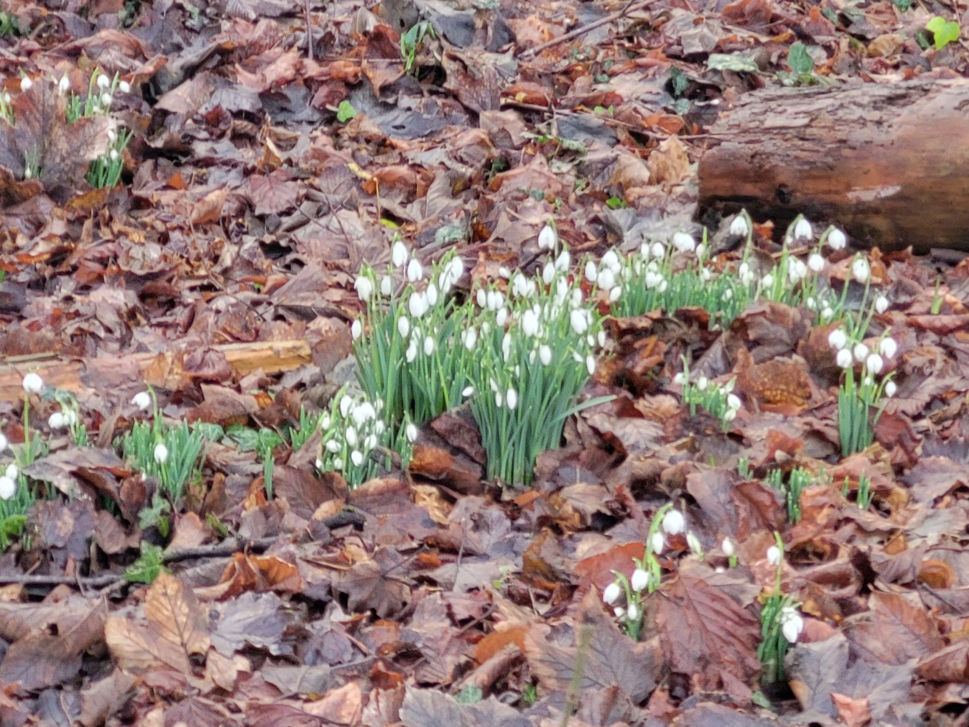 Snowdrops